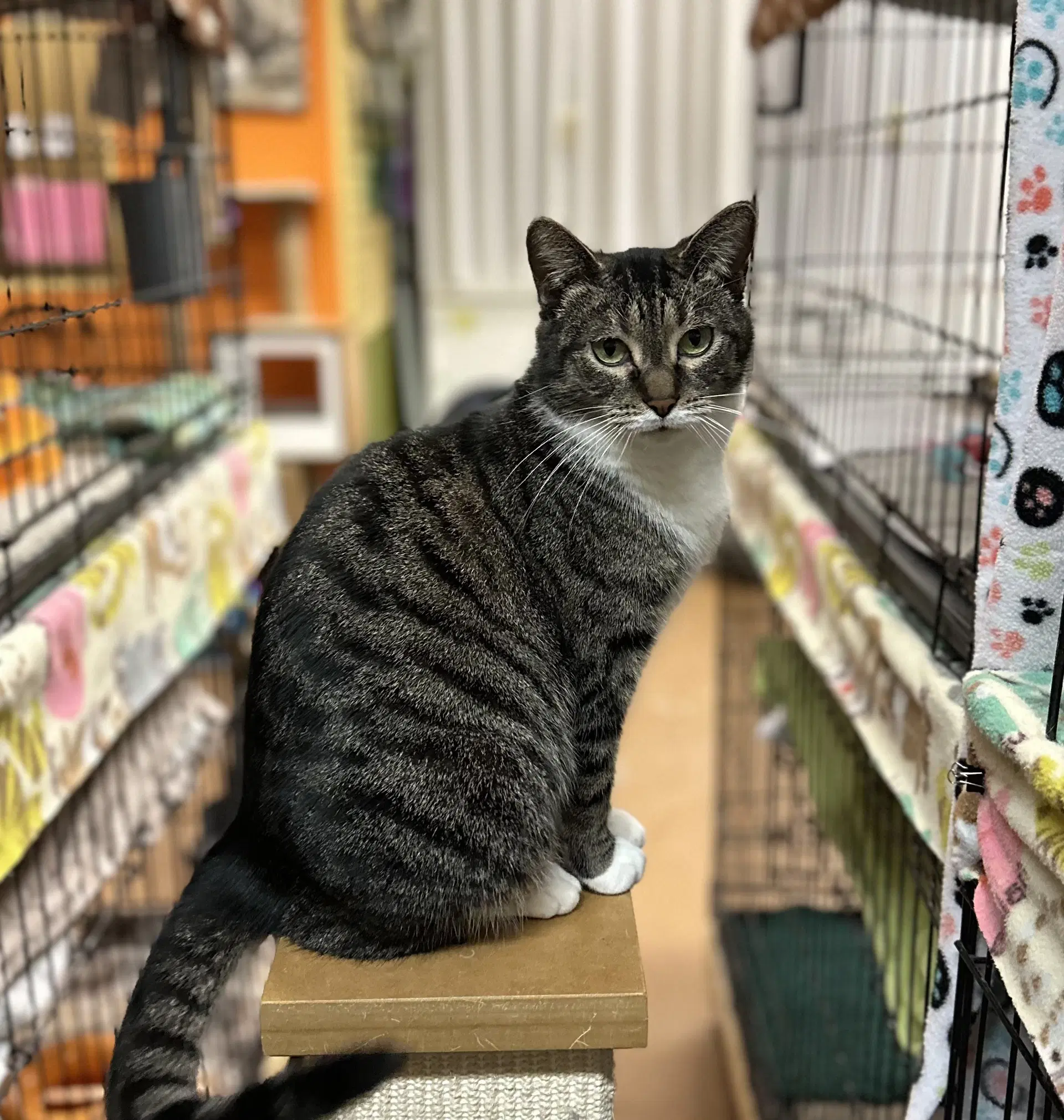 Trixie - Domestic Short Hair