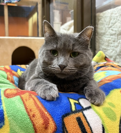 Grafito, an adoptable Domestic Short Hair in Blasdell, NY
