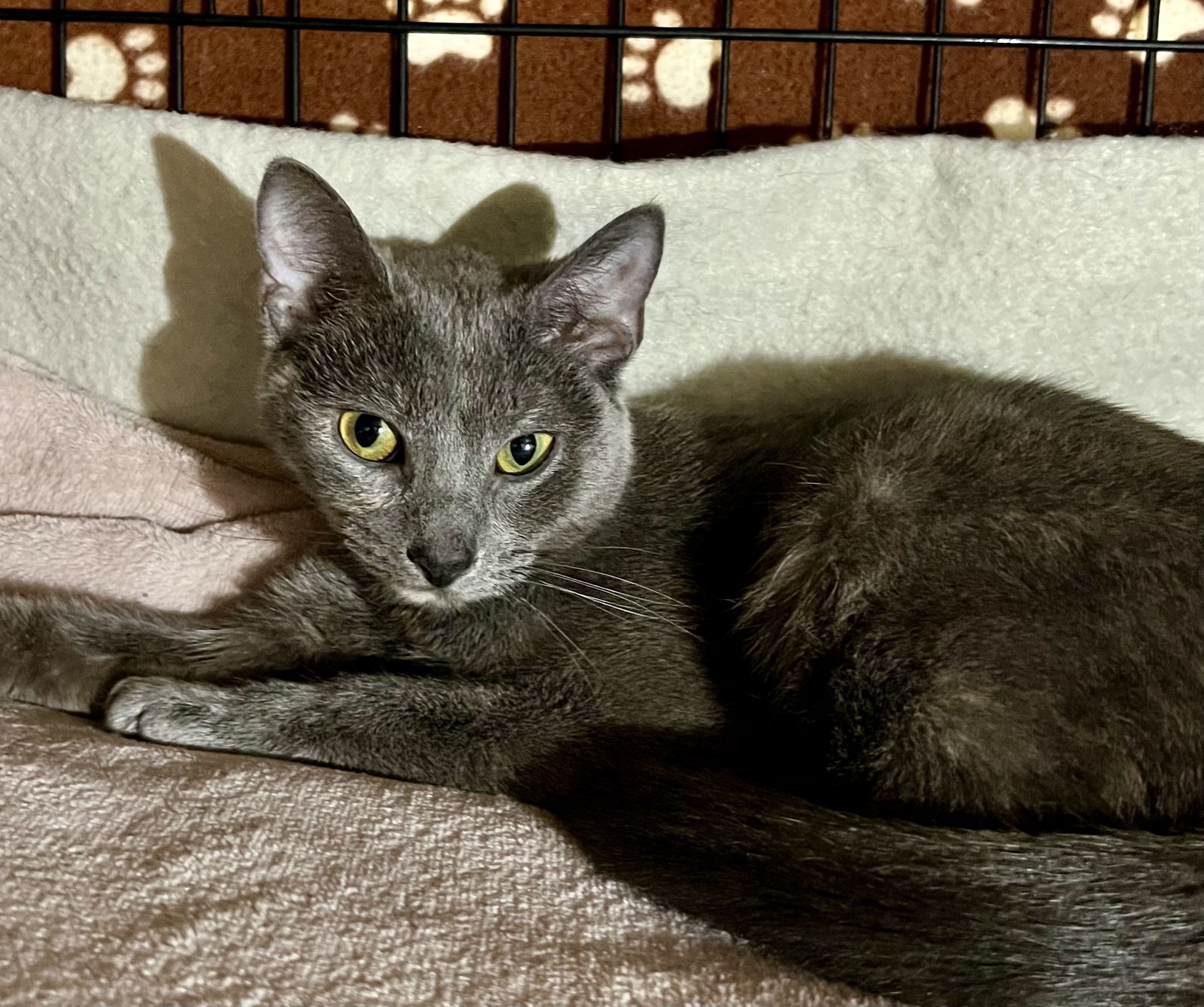 adoptable Cat in Buffalo, NY named Olive