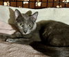 adoptable Cat in Buffalo, NY named Olive