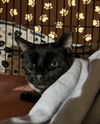adoptable Cat in Buffalo, NY named Frodo