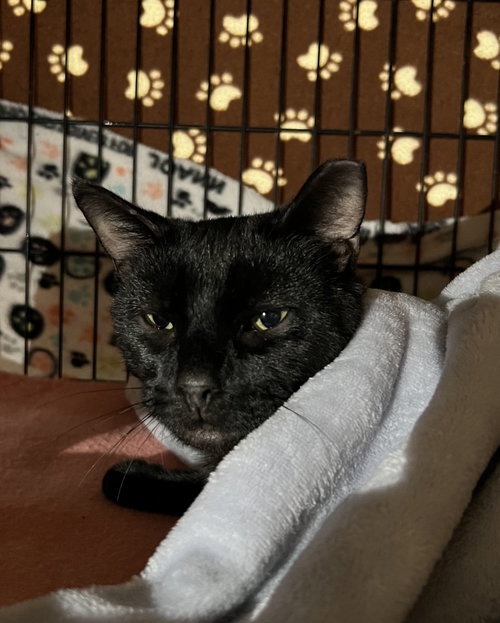 picture of the cat needing adoption
