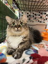 adoptable Cat in  named Mama