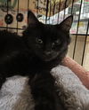 adoptable Cat in , NY named Devon