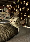 adoptable Cat in , NY named Cappy