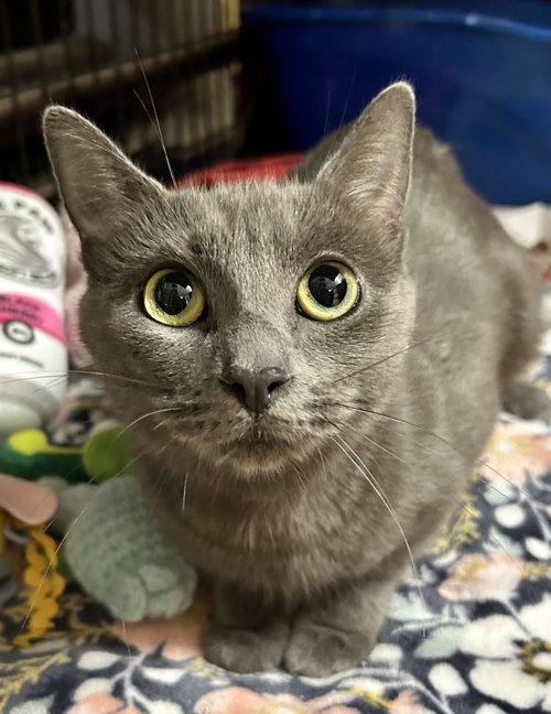 picture of the cat needing adoption