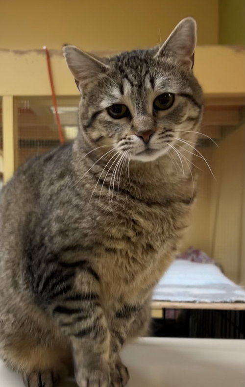 picture of the cat needing adoption