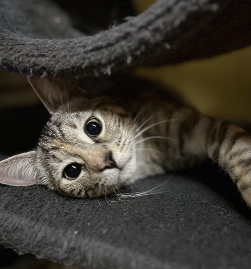 picture of the cat needing adoption