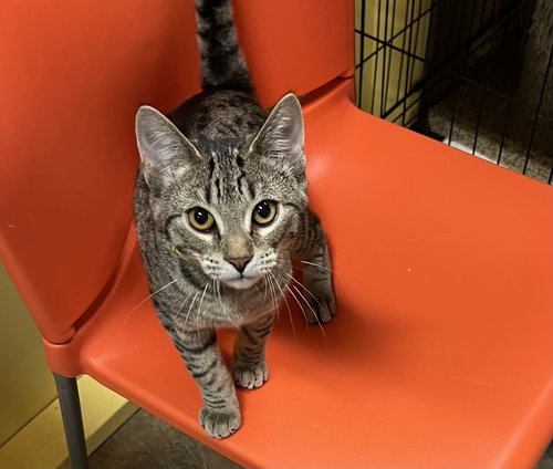 picture of the cat needing adoption