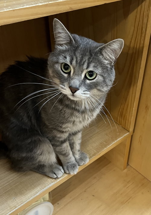 picture of the cat needing adoption