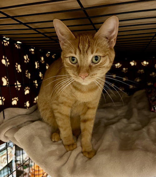 picture of the cat needing adoption