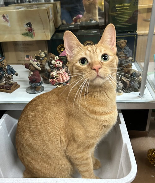 picture of the cat needing adoption