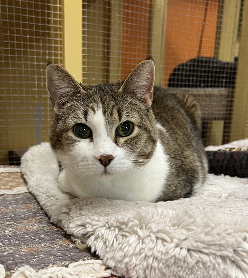 picture of the cat needing adoption
