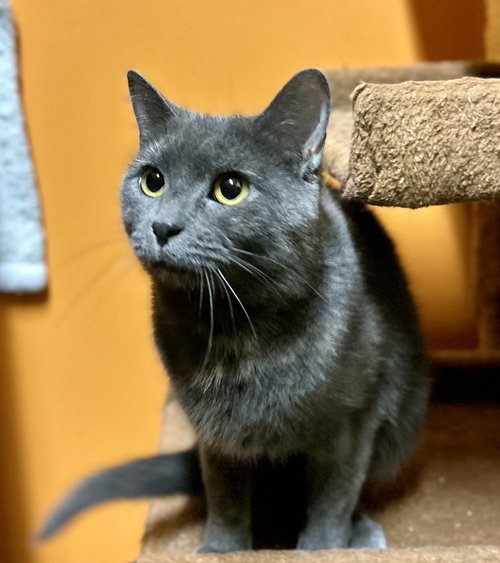 picture of the cat needing adoption