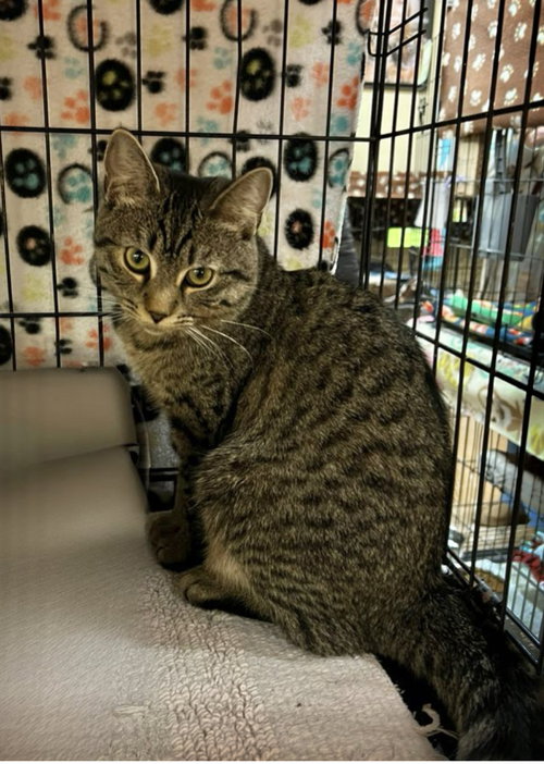 picture of the cat needing adoption