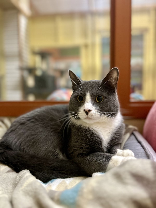 Oscar