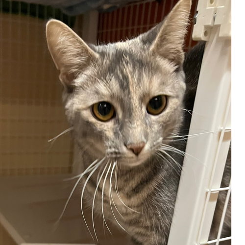 picture of the cat needing adoption