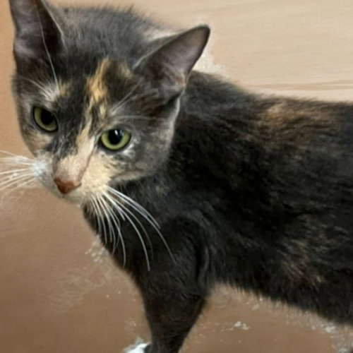 picture of the cat needing adoption