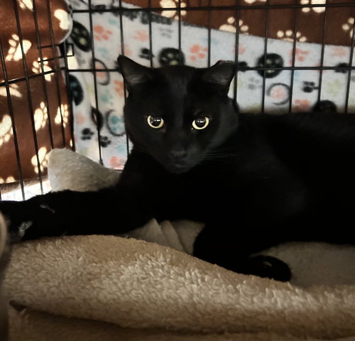 picture of the cat needing adoption