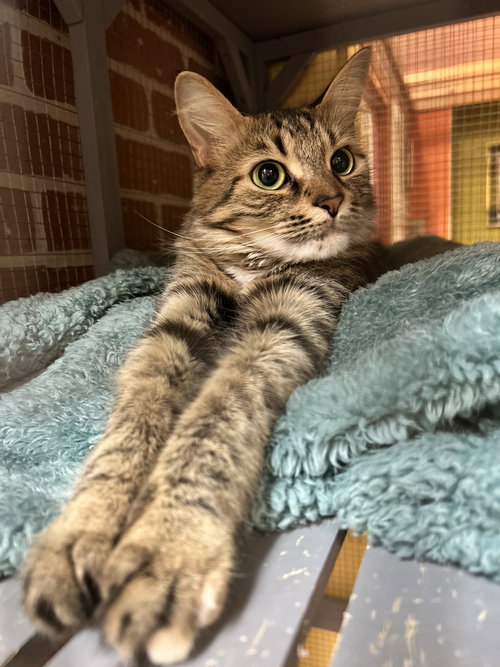 picture of the cat needing adoption