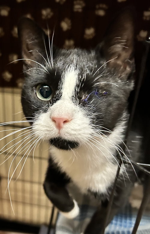 picture of the cat needing adoption
