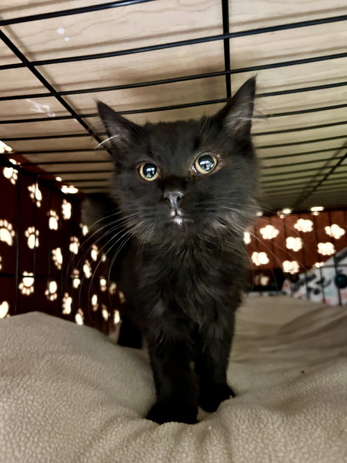 picture of the cat needing adoption