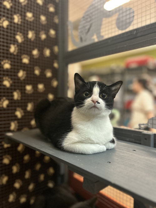 picture of the cat needing adoption