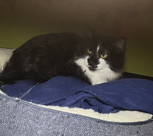 COCO - Domestic Long Hair available for adoption
