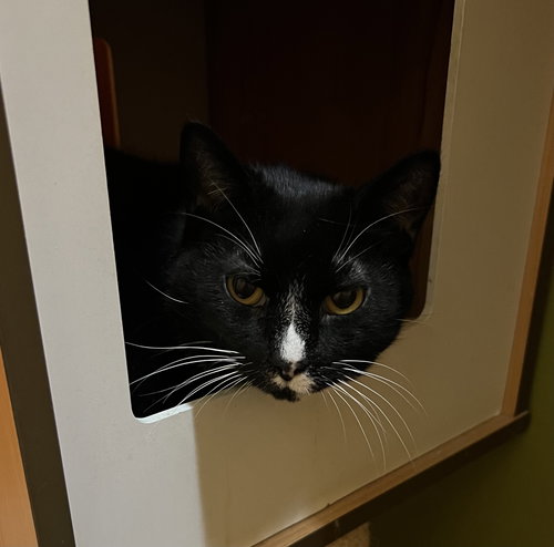picture of the cat needing adoption