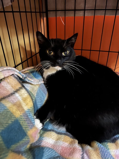 picture of the cat needing adoption