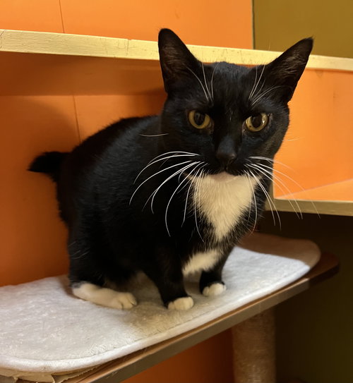 picture of the cat needing adoption