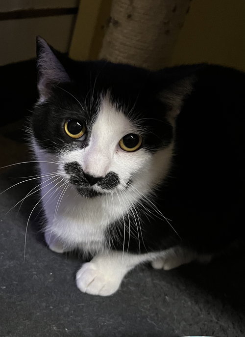 picture of the cat needing adoption