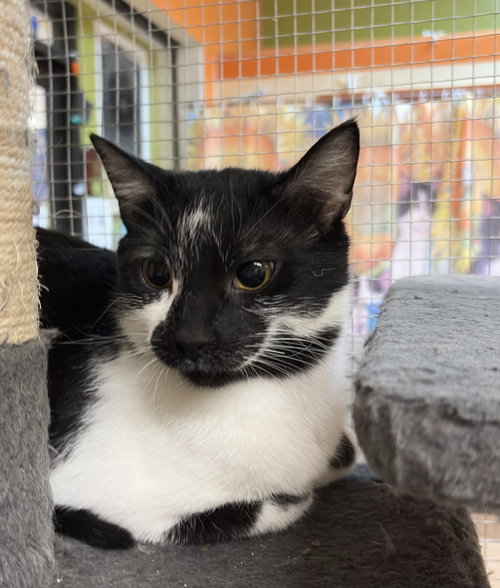 picture of the cat needing adoption