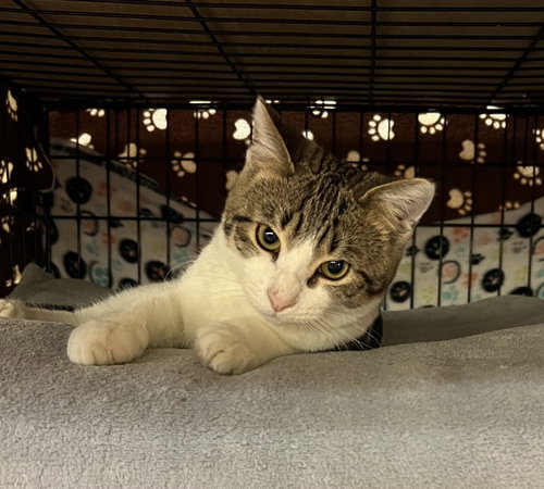 picture of the cat needing adoption
