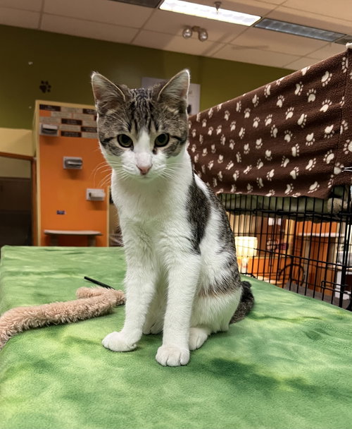 picture of the cat needing adoption