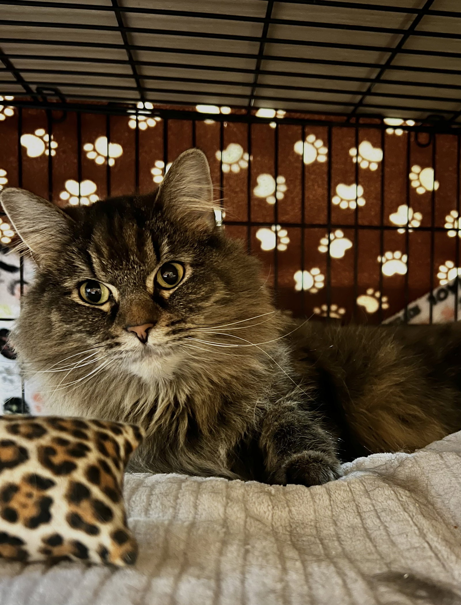 Kira Image