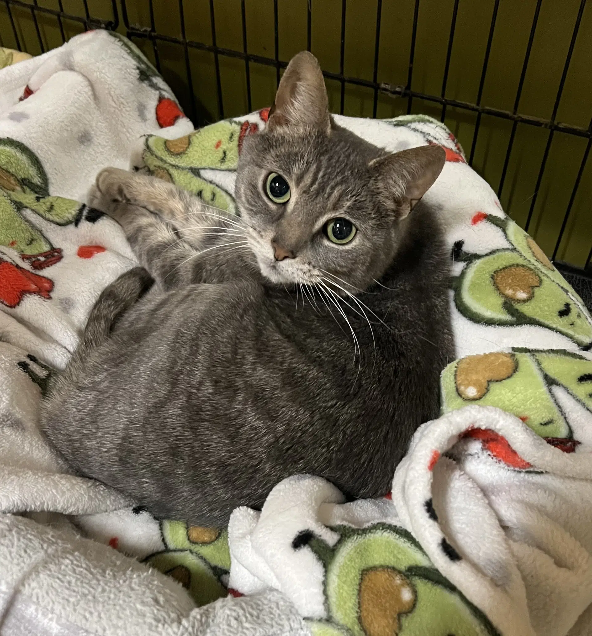 Stormie - Domestic Short Hair