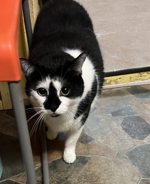 Jack, an adoptable Domestic Short Hair in Blasdell, NY