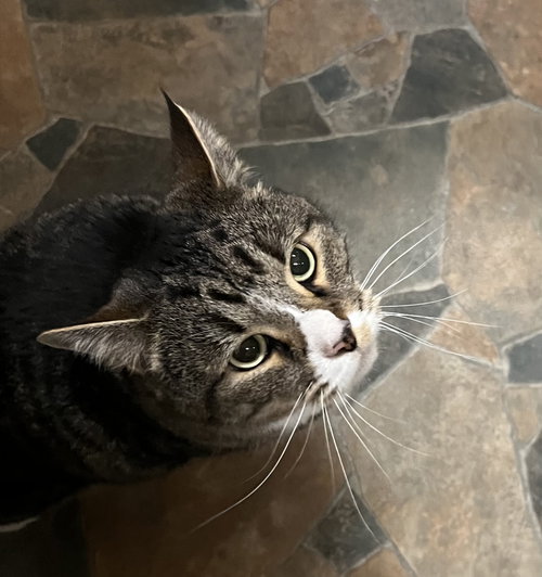 Milo, an adoptable Domestic Short Hair in Blasdell, NY