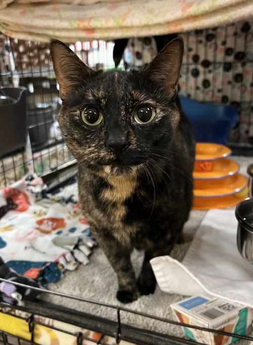 Sparkles, an adoptable Domestic Short Hair in Blasdell, NY