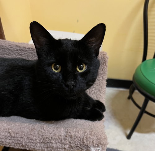 Max, an adoptable Domestic Short Hair in Blasdell, NY