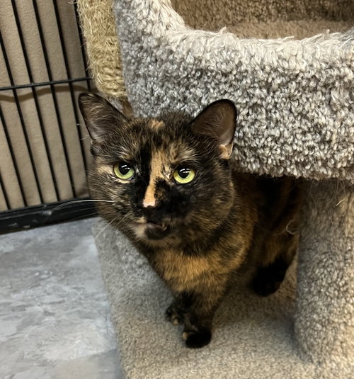 Pumpkin, an adoptable Domestic Short Hair in Blasdell, NY