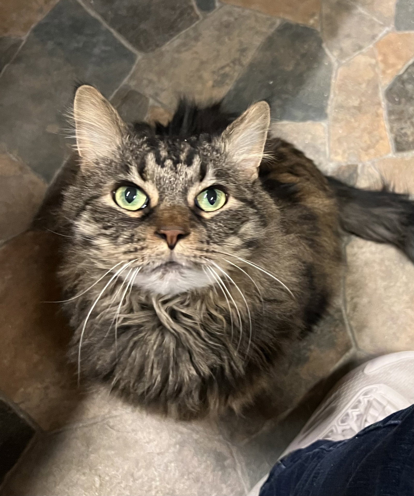 Otto