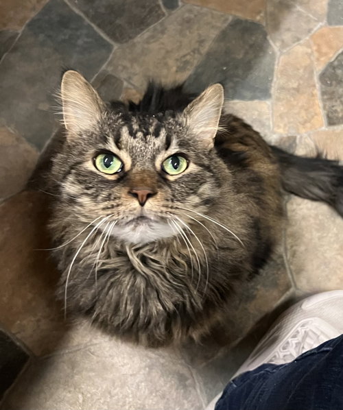 picture of the cat needing adoption