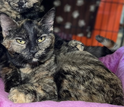 picture of the cat needing adoption