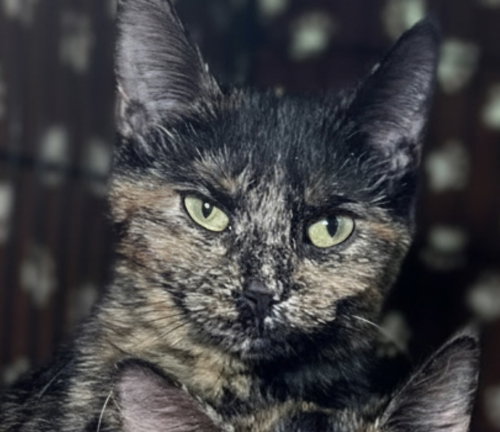 picture of the cat needing adoption