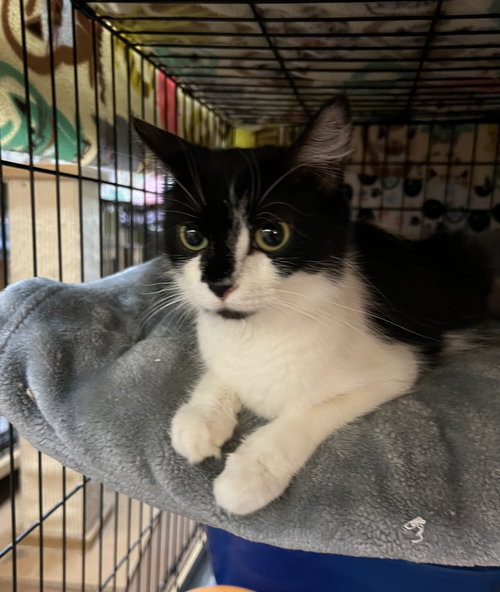 picture of the cat needing adoption