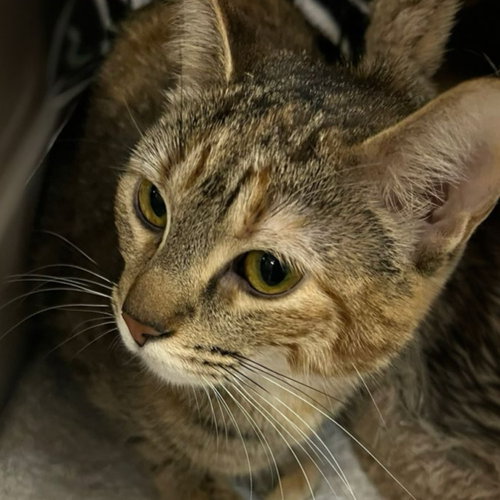 picture of the cat needing adoption