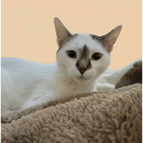 picture of the cat needing adoption