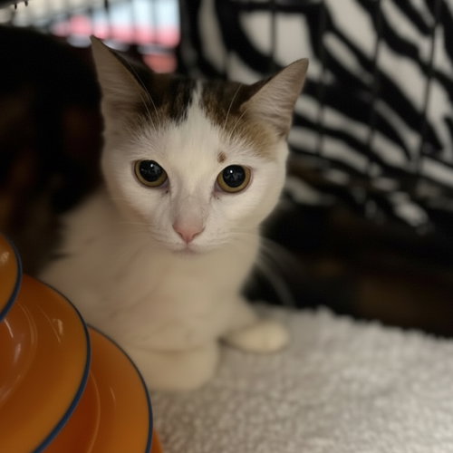 picture of the cat needing adoption